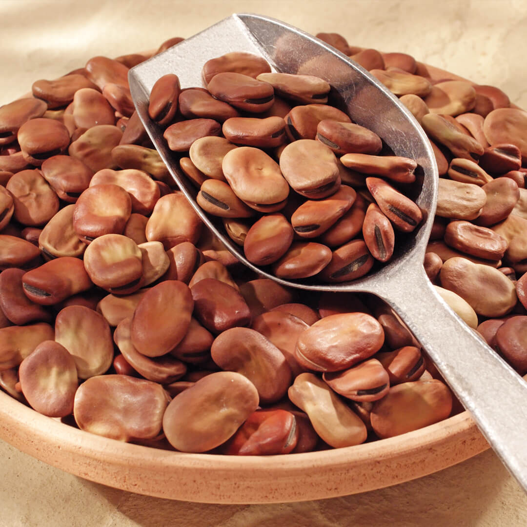 Faba bean ENG Outdoor Adventure